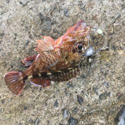 お昼まで穴釣り